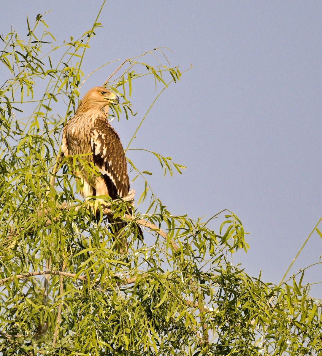 Imperial Eagle - ML627414618