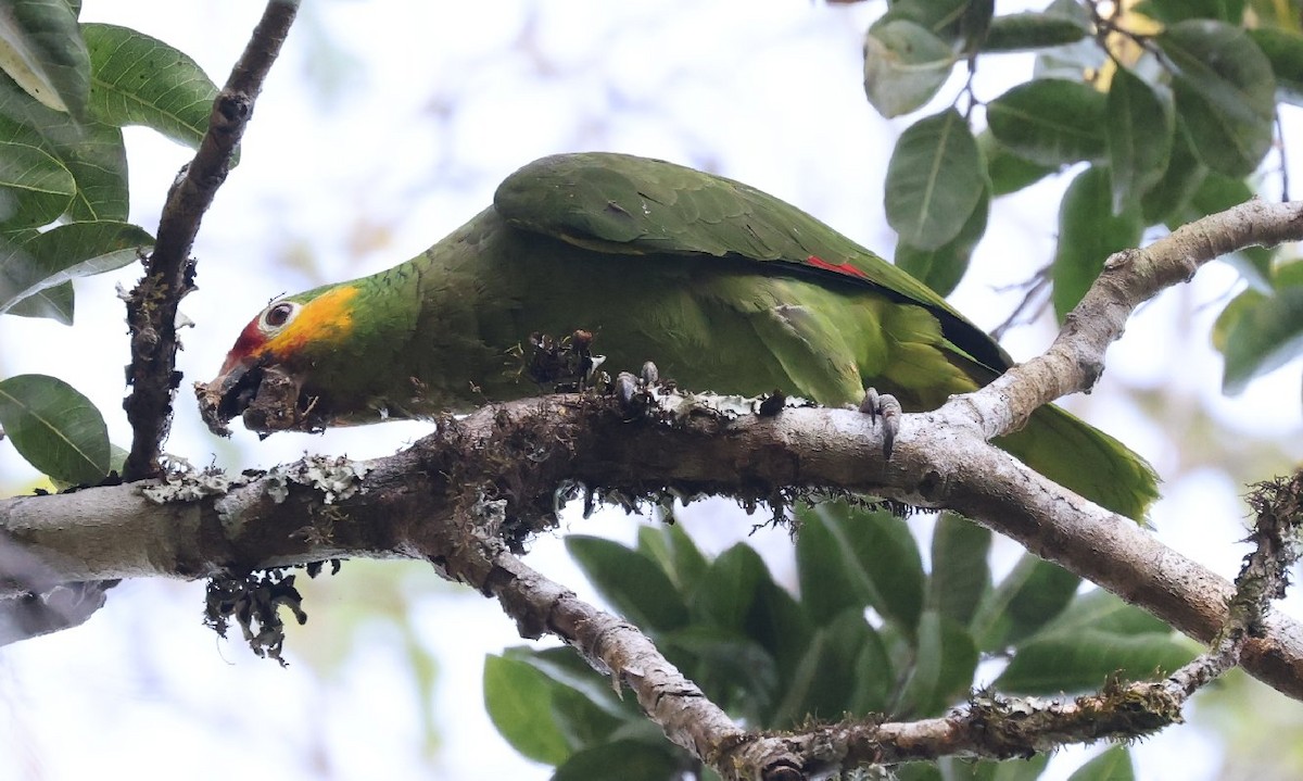 Red-lored Amazon - ML627414626