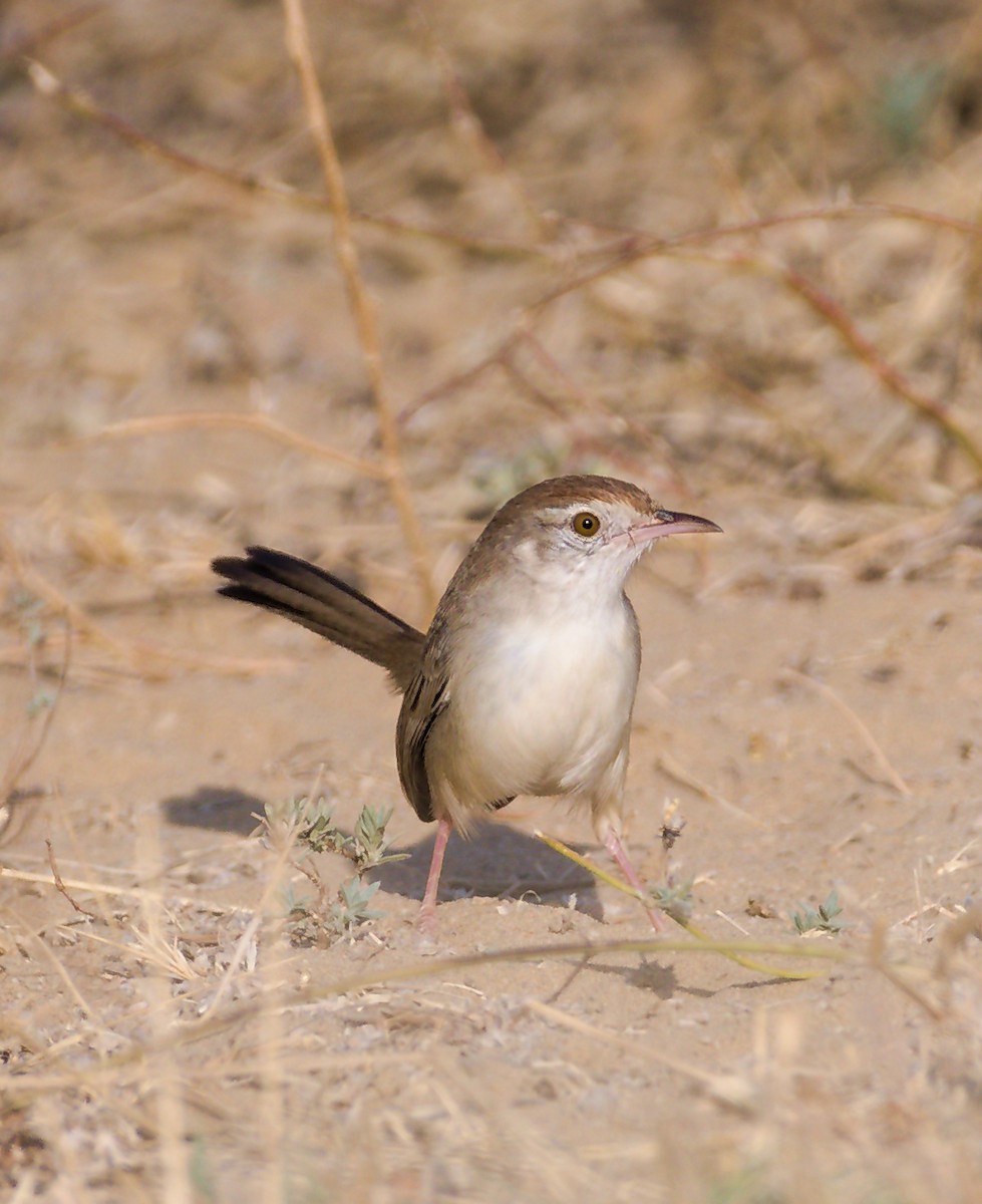 Rufous-fronted Prinia - ML627414631