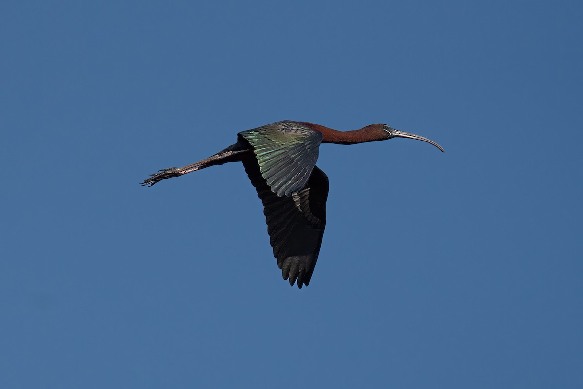 ibis hnědý - ML627414635