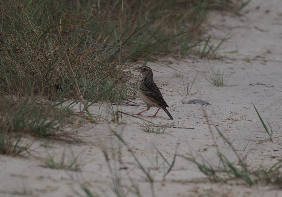 Singing Bushlark (Australasian) - ML627414643