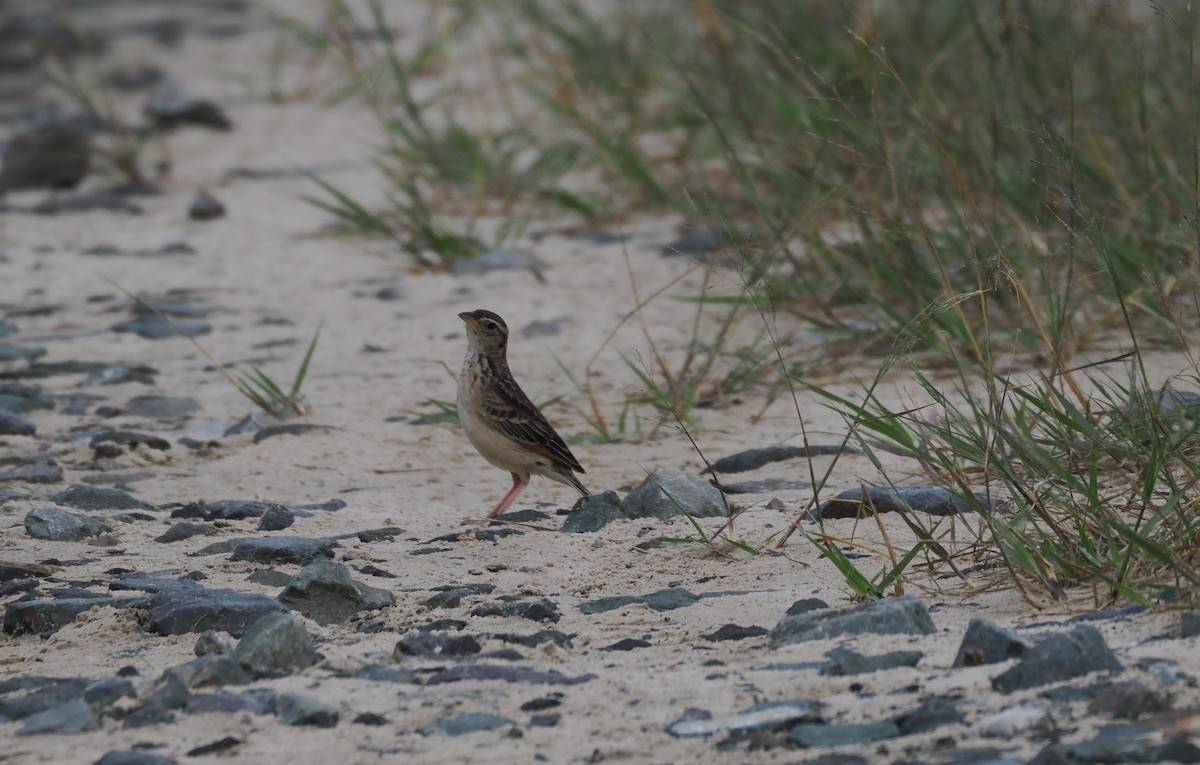 Singing Bushlark (Australasian) - ML627414644