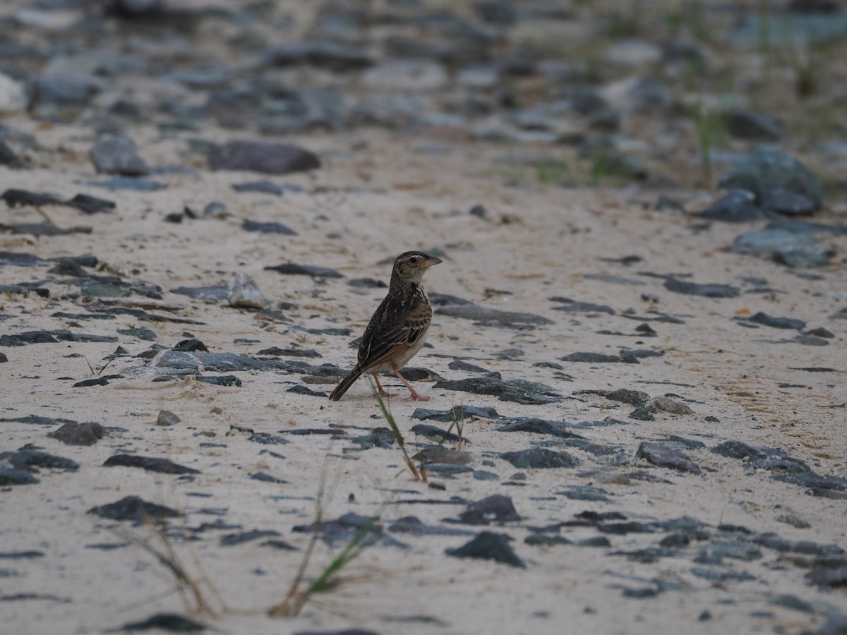 Singing Bushlark (Australasian) - ML627414645