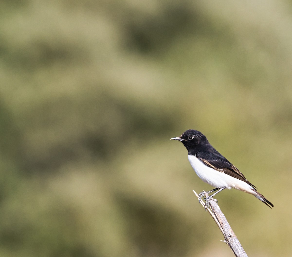 Variable Wheatear - ML627414653