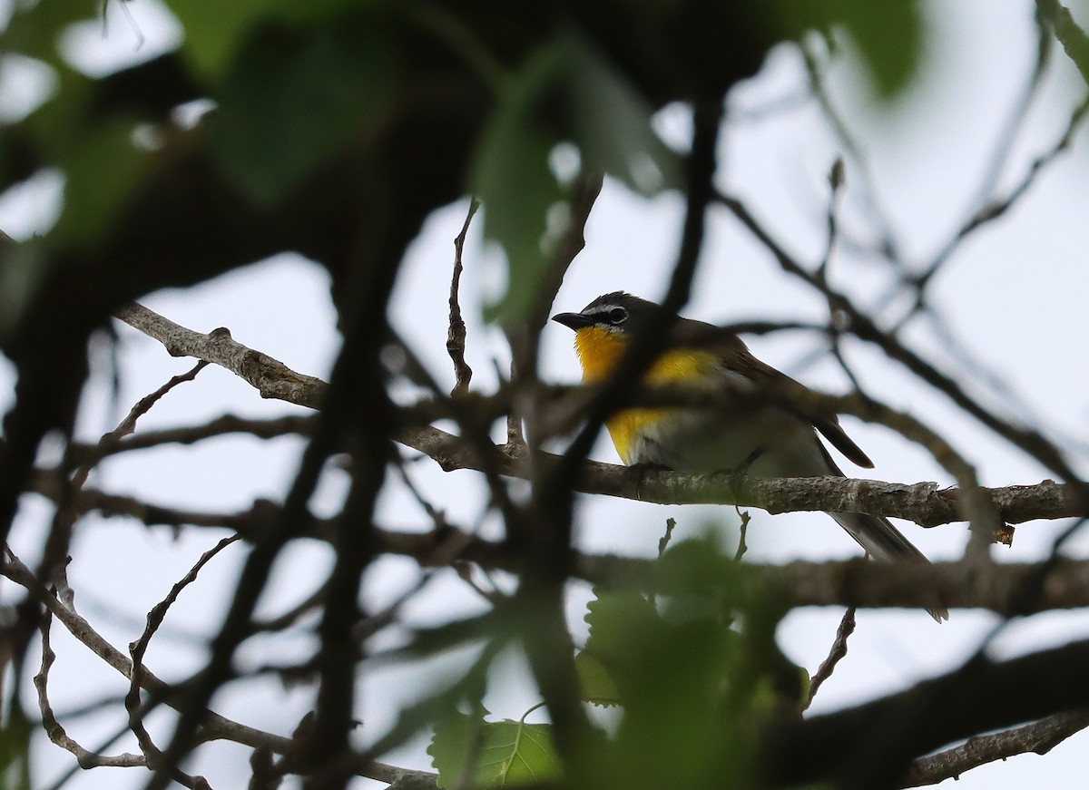 Yellow-breasted Chat - ML627414660