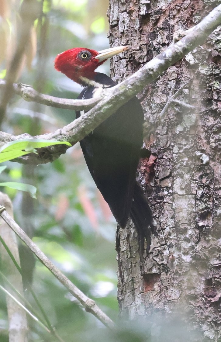 Pale-billed Woodpecker - ML627414687