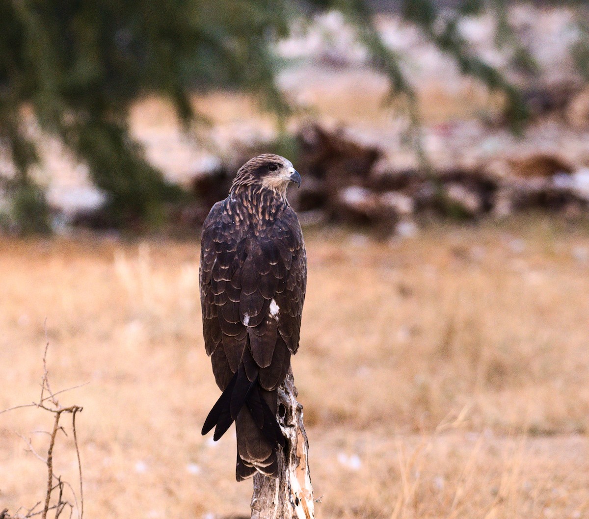 Black Kite (Black-eared) - ML627414696