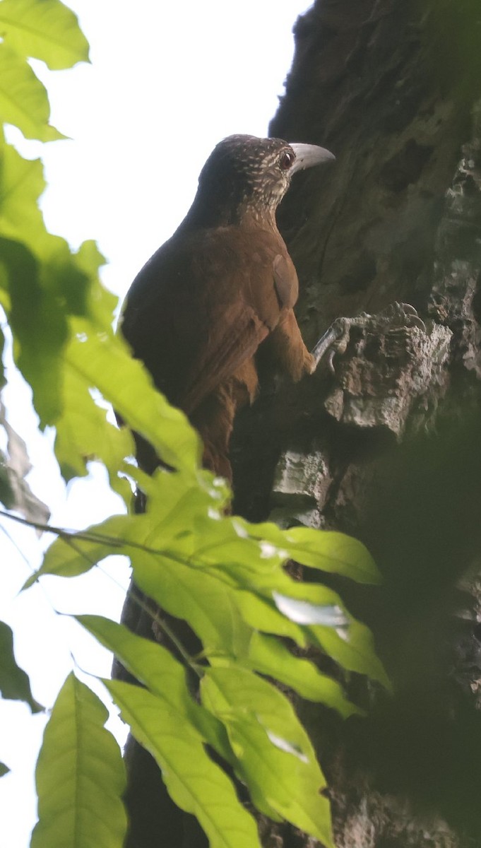 Strong-billed Woodcreeper - ML627414719