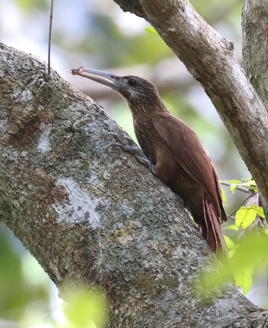 Strong-billed Woodcreeper - ML627414720