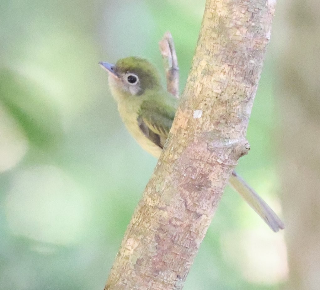 Eye-ringed Flatbill - ML627414731