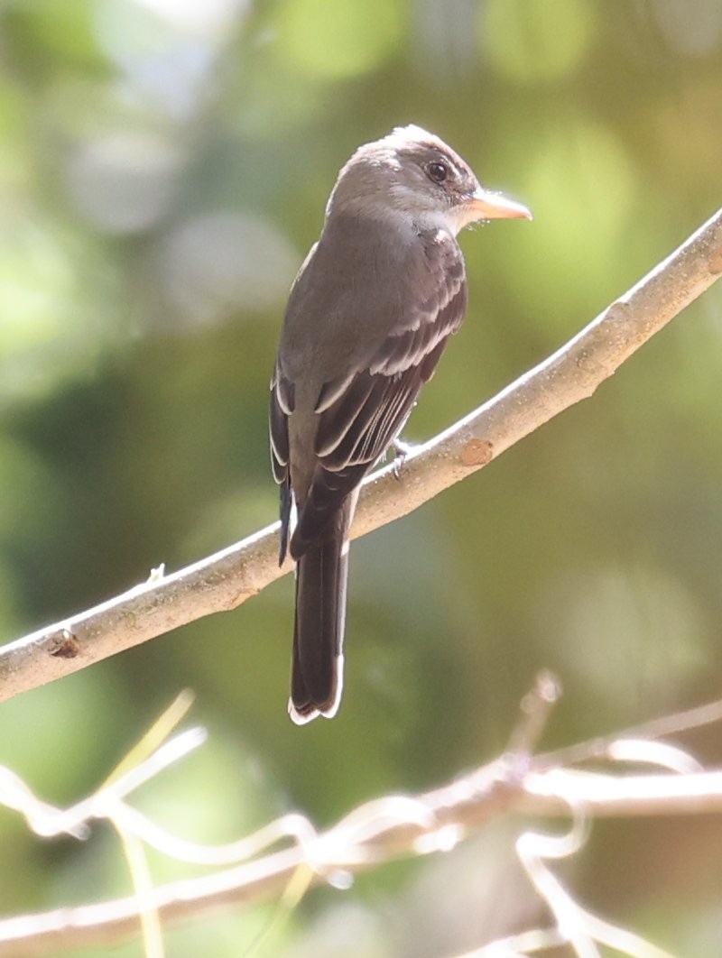 Eastern Wood-Pewee - ML627414737