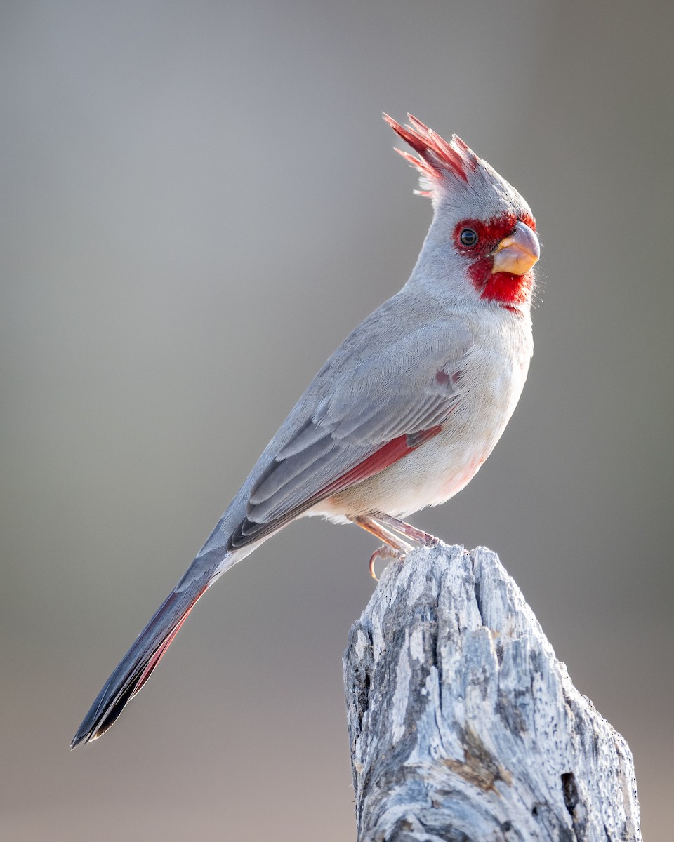 Pyrrhuloxia - ML627414747