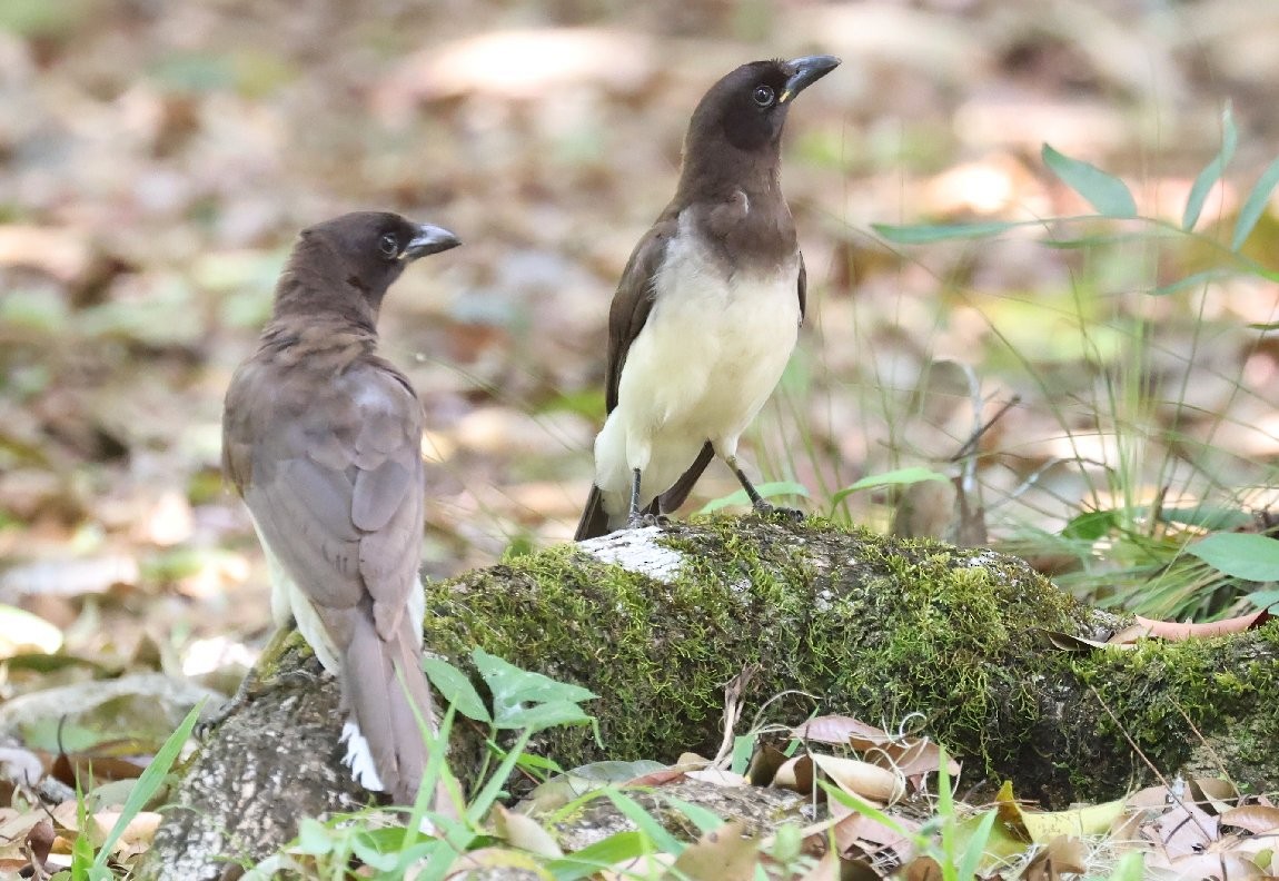 Brown Jay - ML627414754