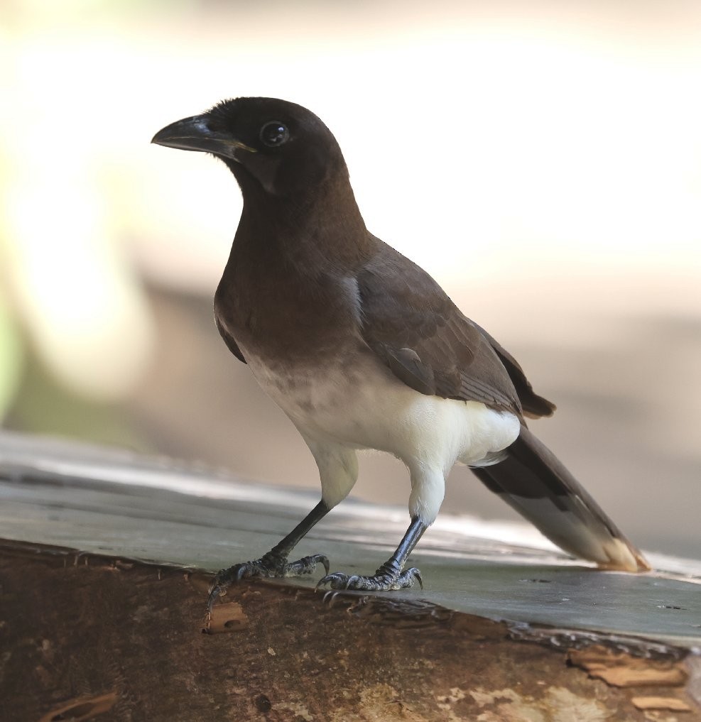 Brown Jay - ML627414761