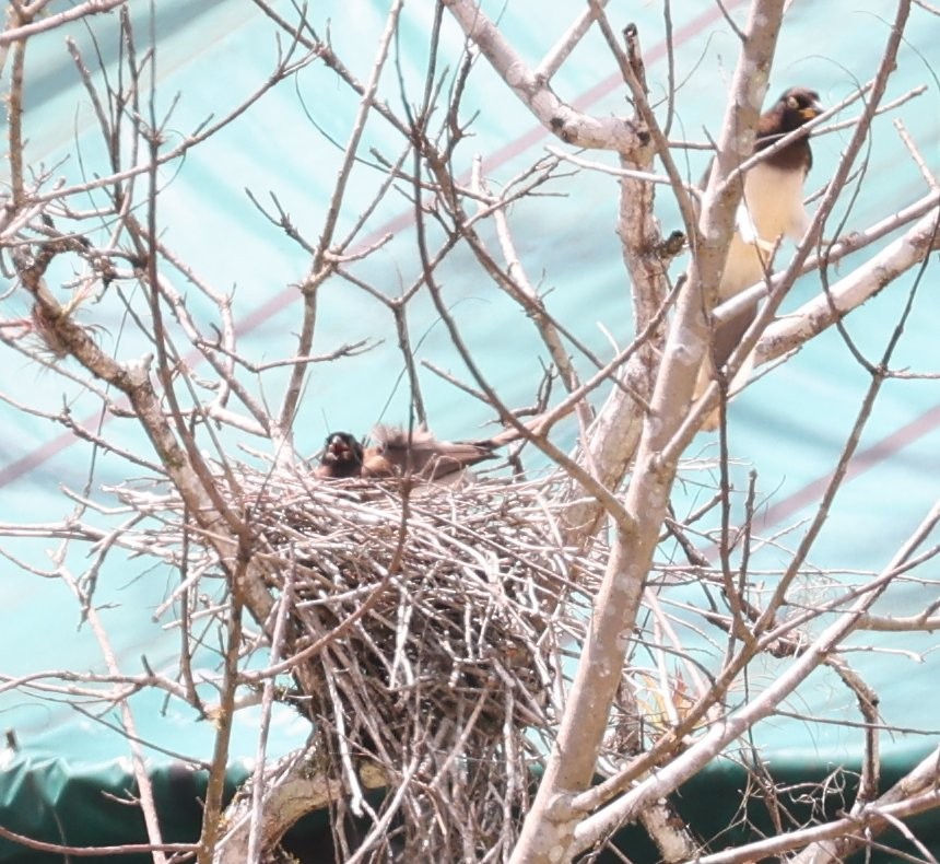 Brown Jay - ML627414764