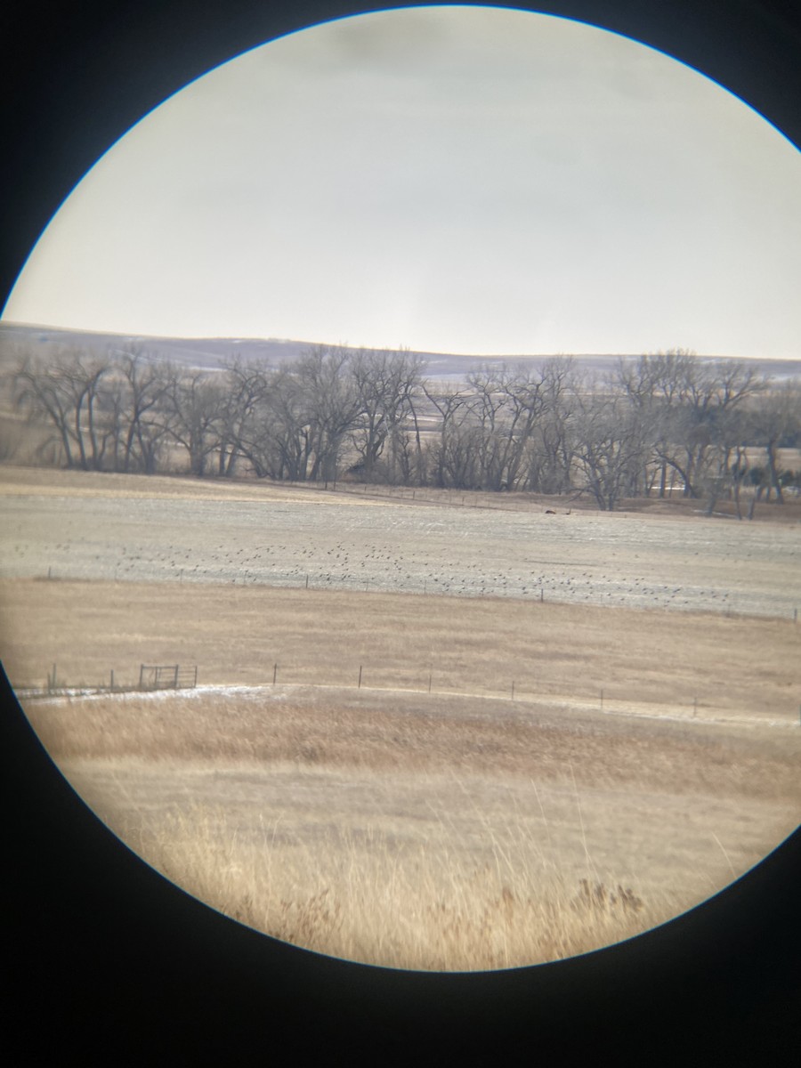 Greater Prairie-Chicken - ML627414769