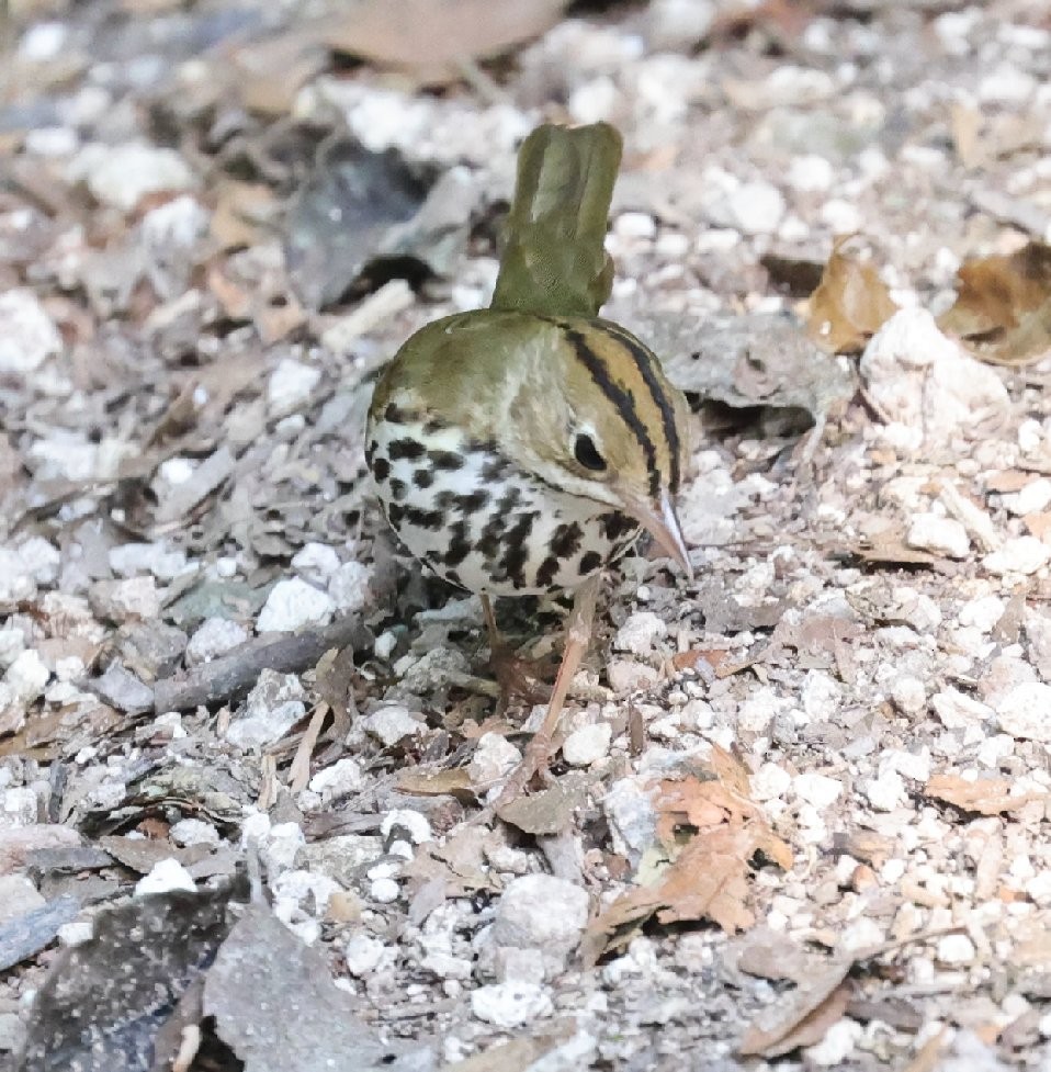 Ovenbird - ML627414771