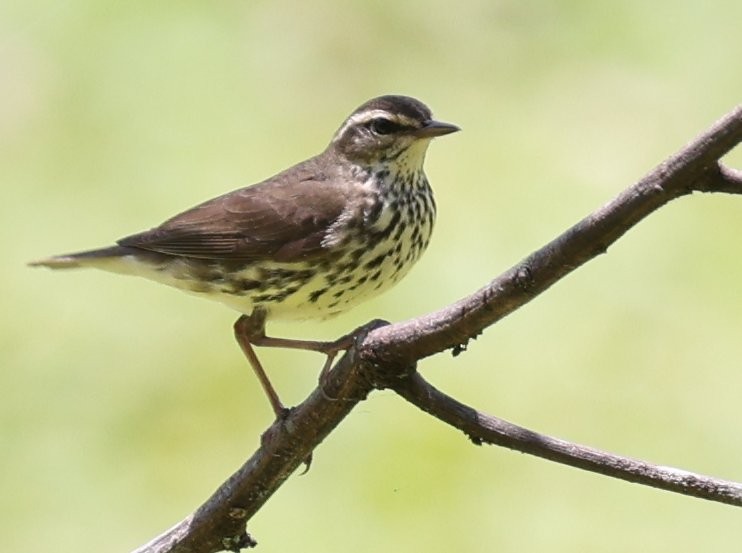 Louisiana Waterthrush - ML627414785