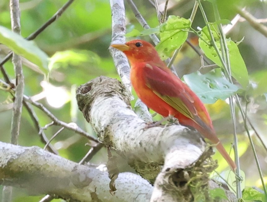 Summer Tanager - ML627414798