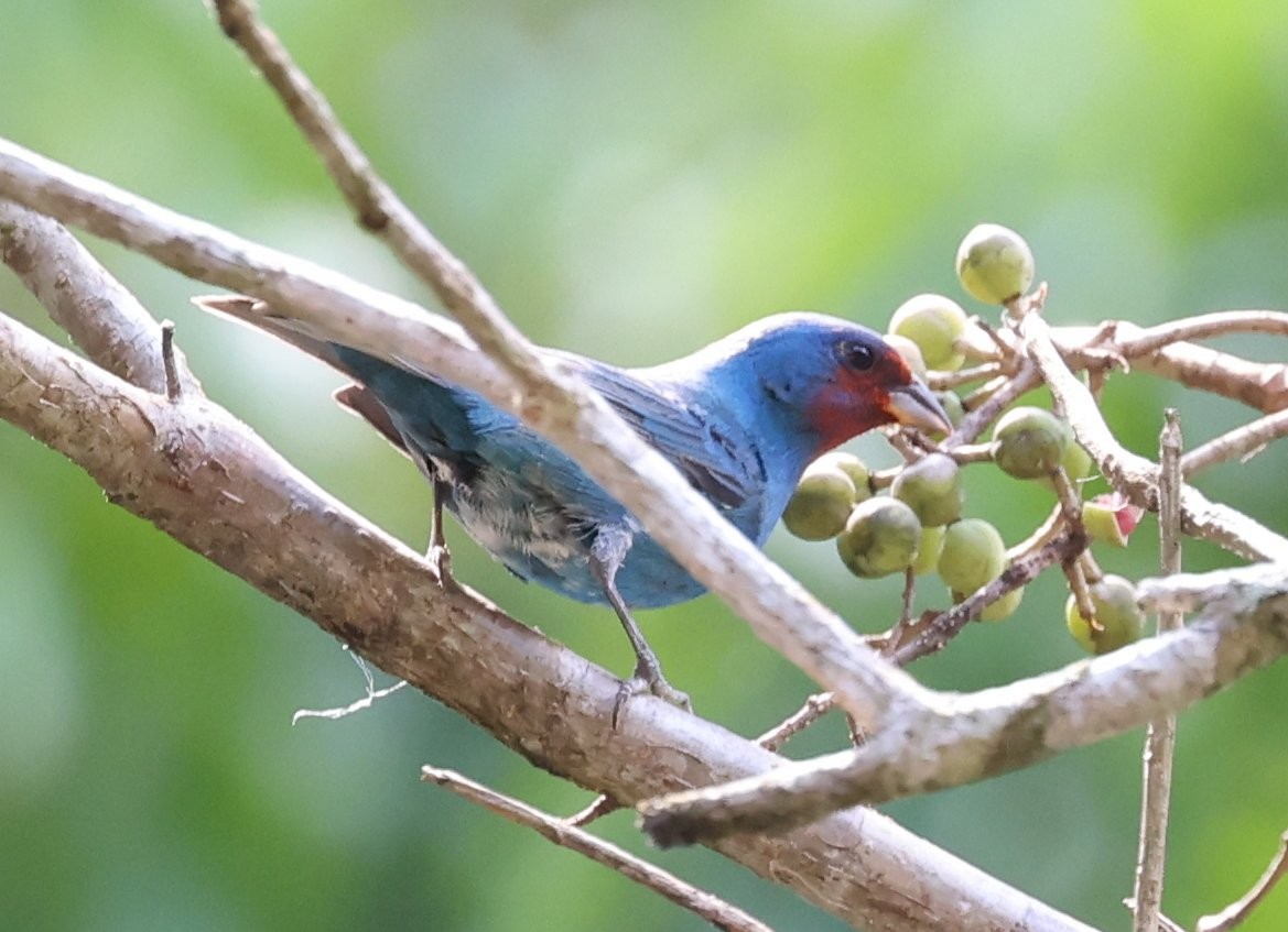 Indigo Bunting - ML627414809