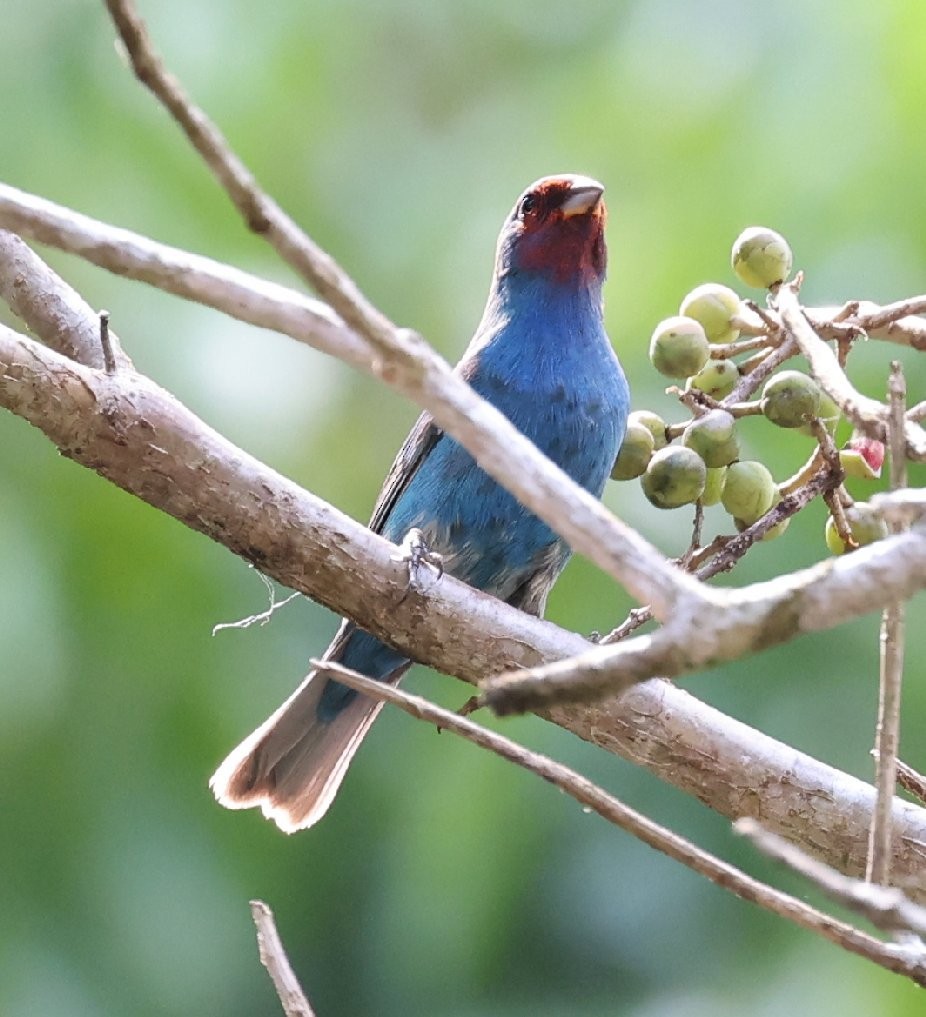 Indigo Bunting - ML627414811