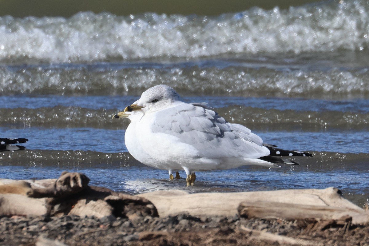 Ring-billed Gull - ML627414826