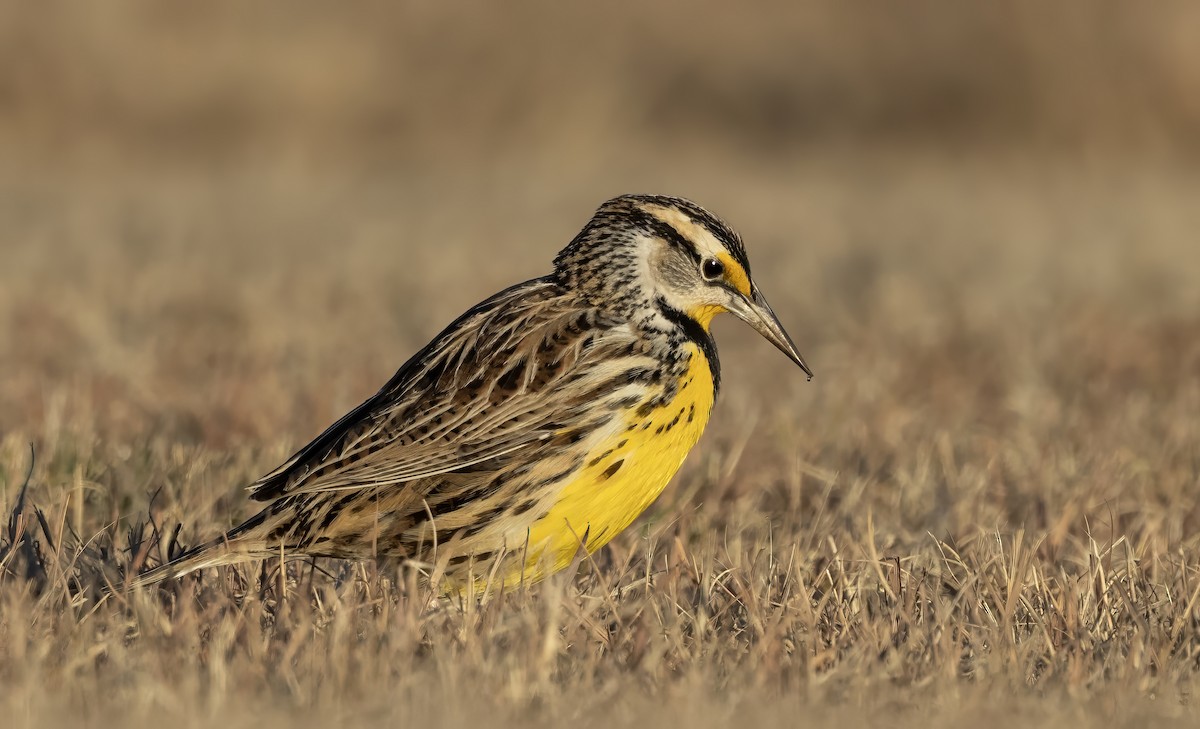 Eastern Meadowlark - ML627414828