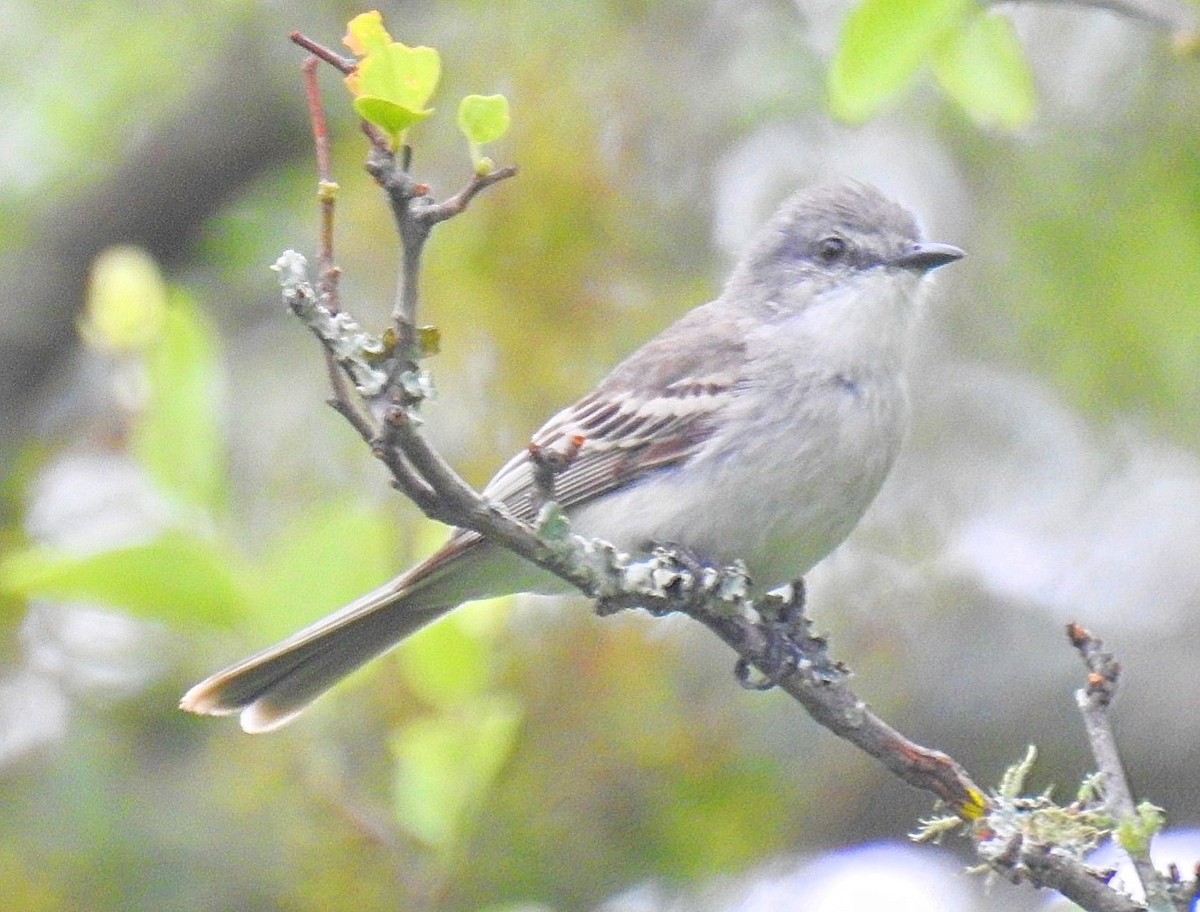 Suiriri Flycatcher - ML627414838