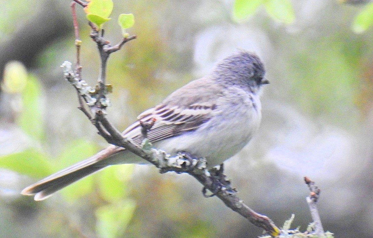 Suiriri Flycatcher - ML627414839