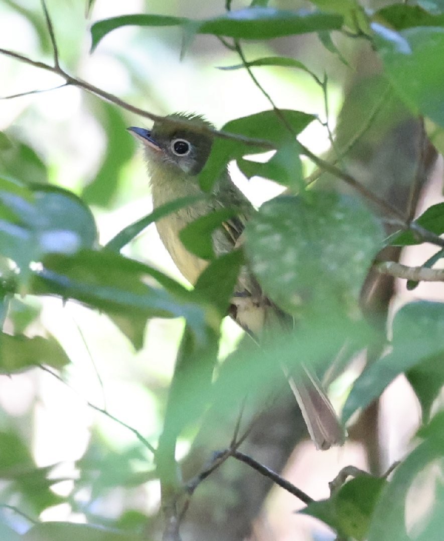 Eye-ringed Flatbill - ML627414842