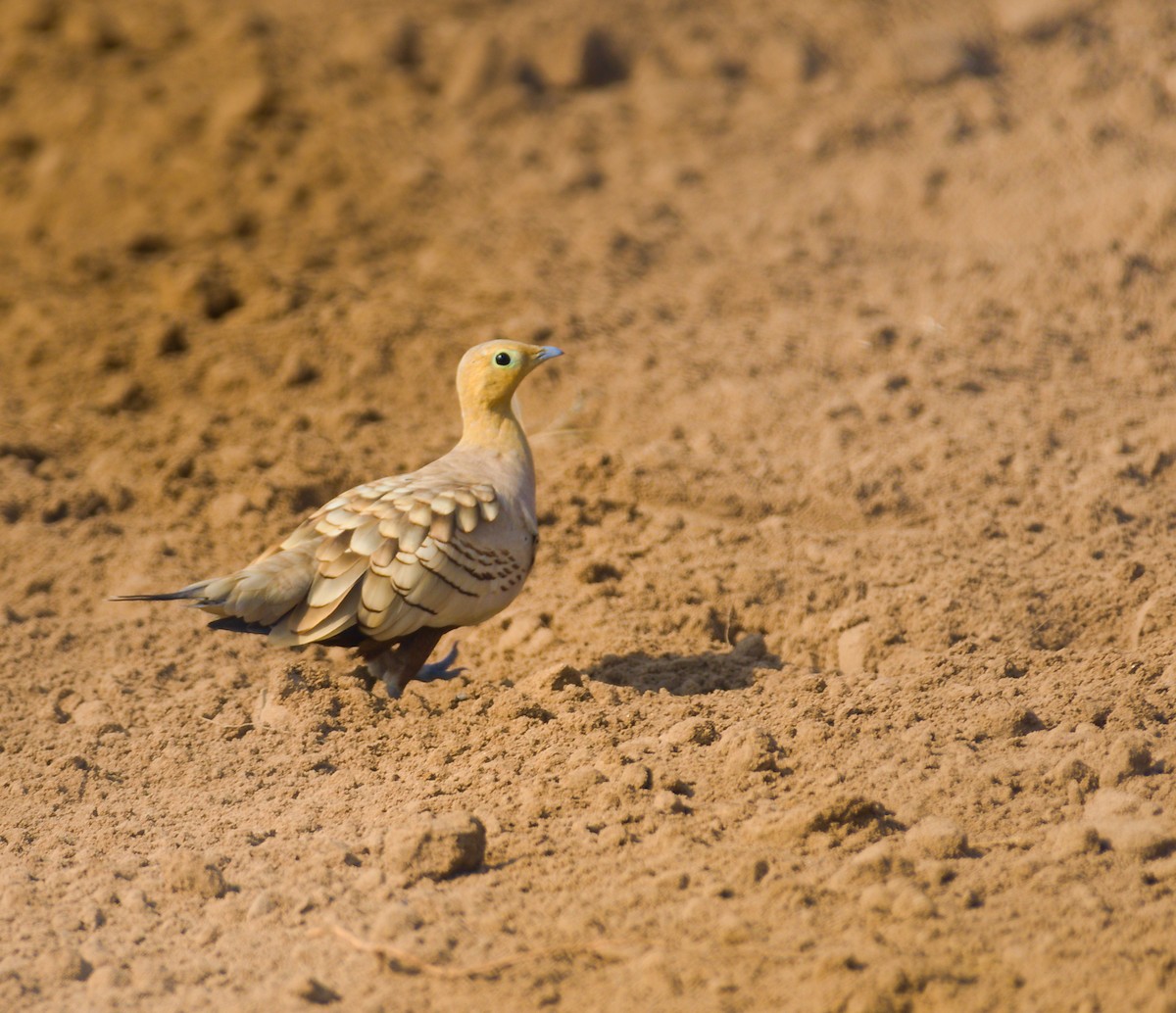 sandgrouse sp. - ML627415020