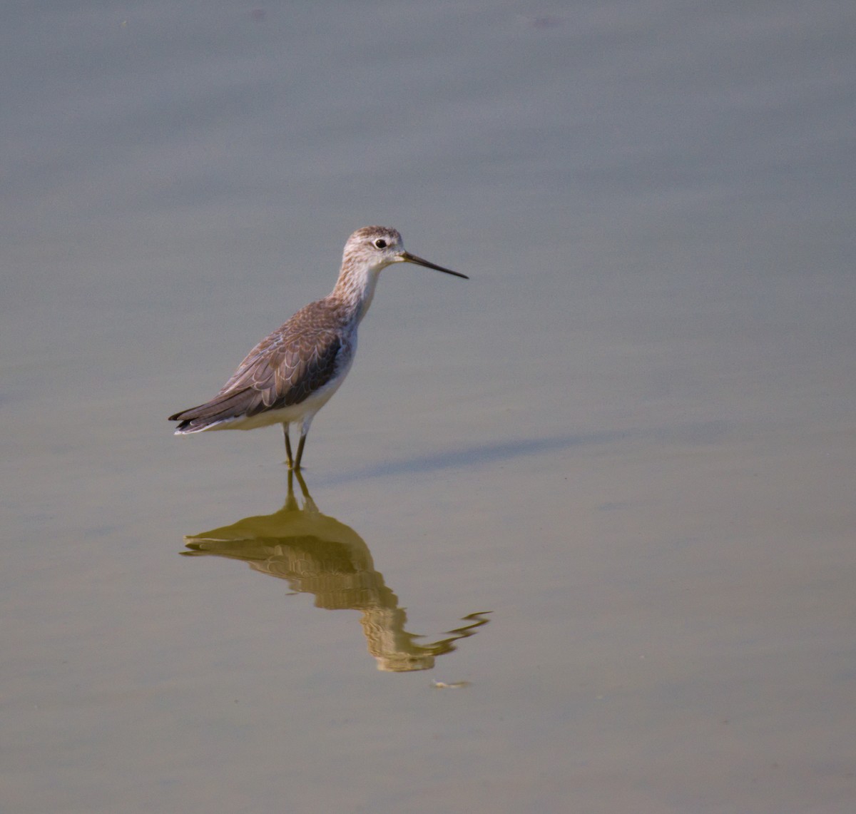 Marsh Sandpiper - ML627415033