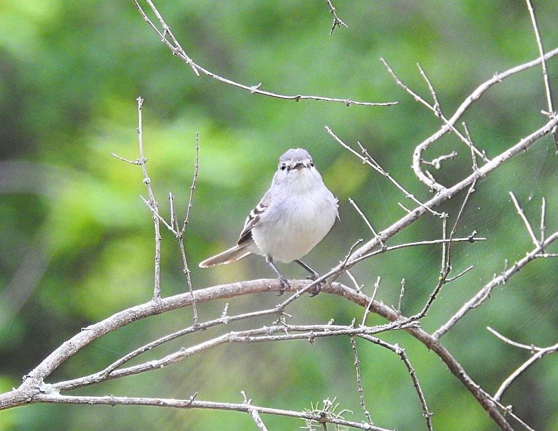 White-crested Tyrannulet (White-bellied) - ML627415046