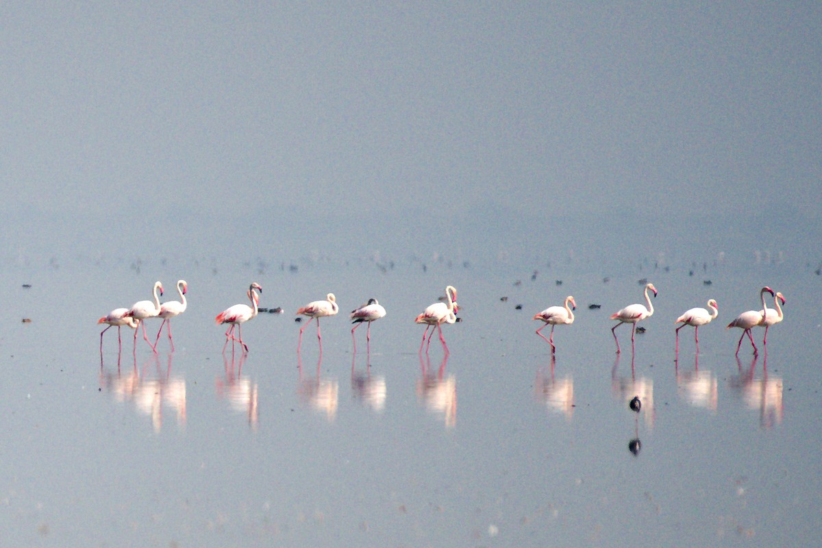 shorebird sp. - ML627415055