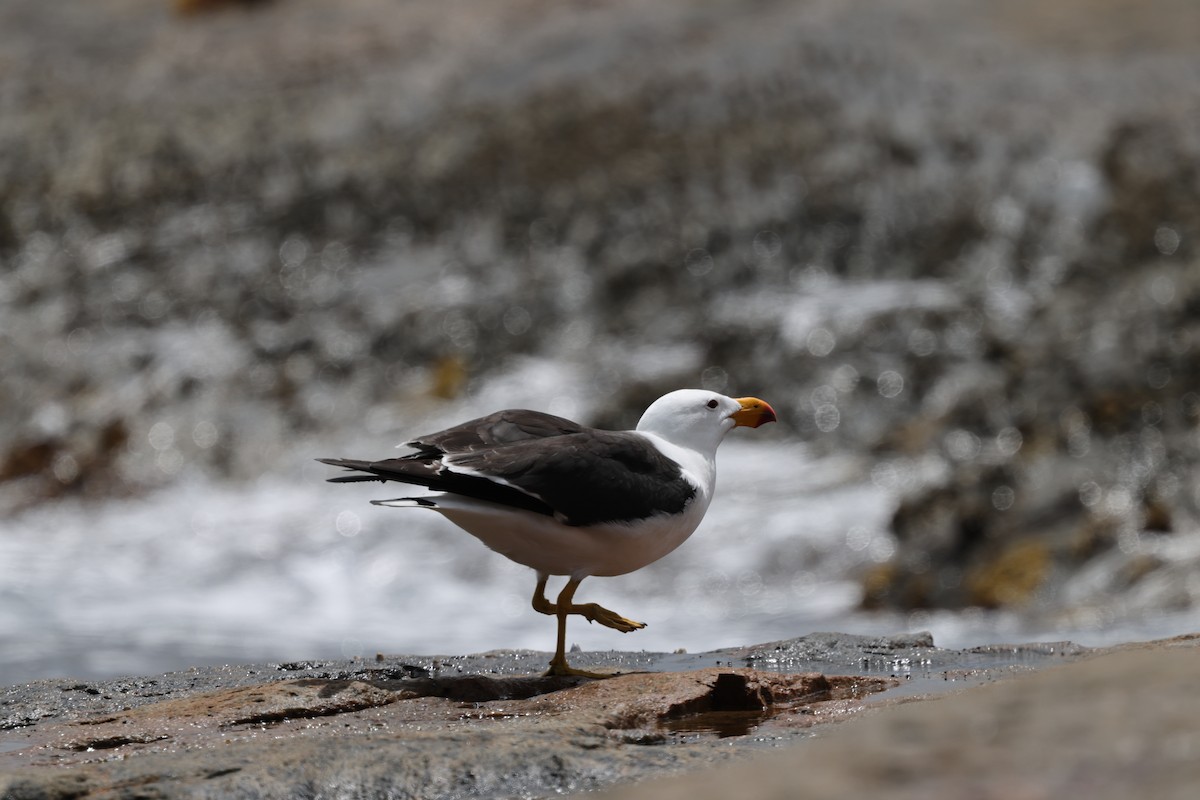 Pacific Gull - ML627415071