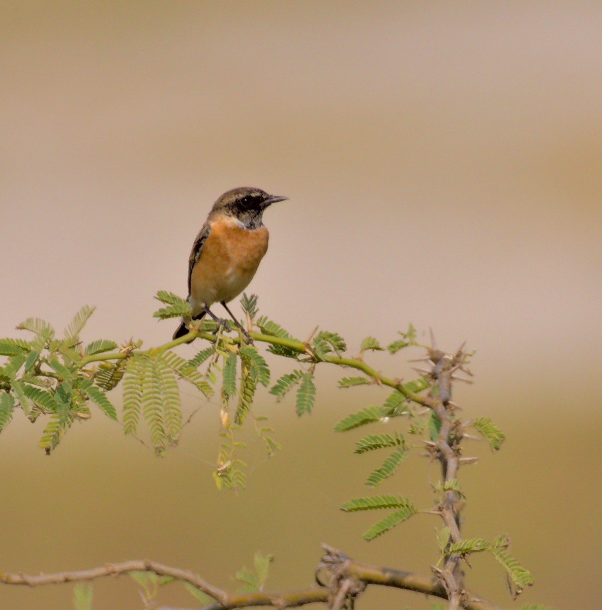 Siberian Stonechat - ML627415073