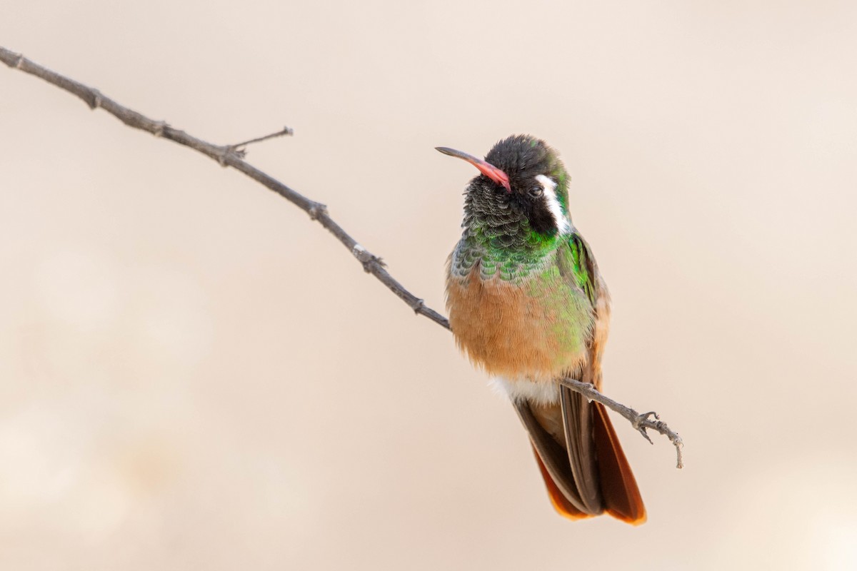 Xantus's Hummingbird - ML627415089