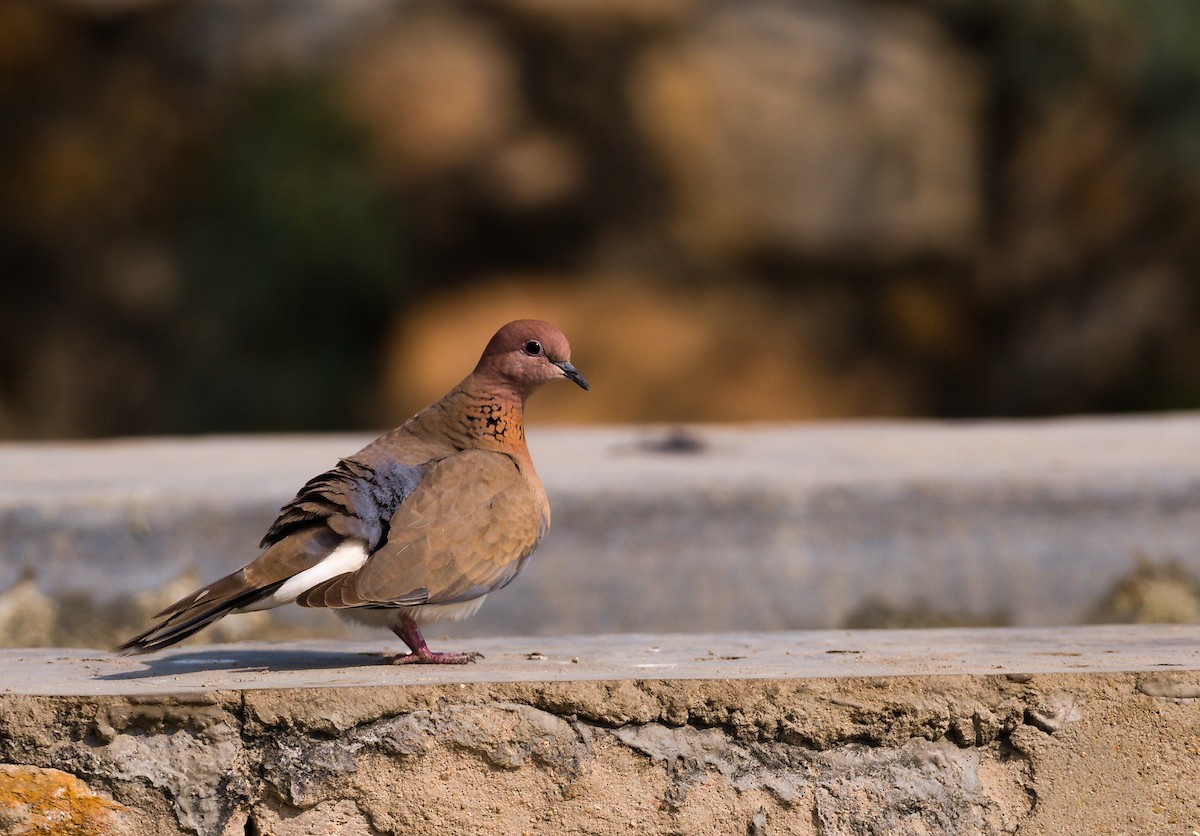 Laughing Dove - ML627415094