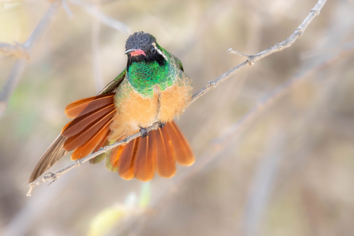 Xantus's Hummingbird - ML627415098