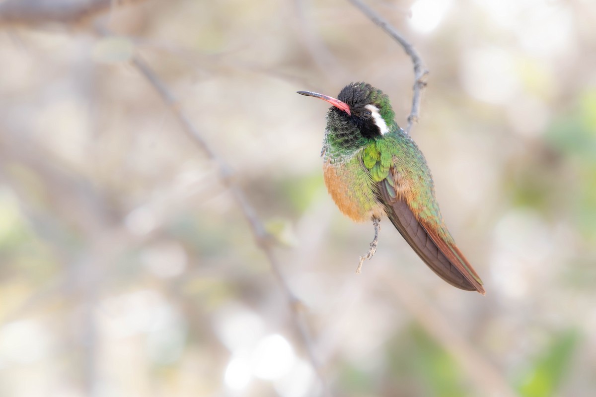 Xantus's Hummingbird - ML627415108