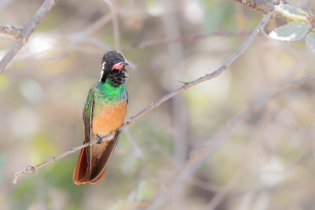 Xantus's Hummingbird - ML627415125