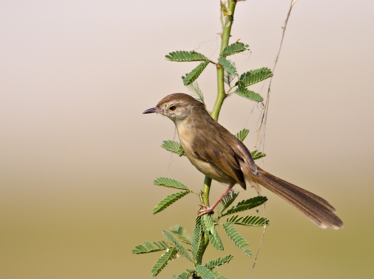 Plain Prinia - ML627415130