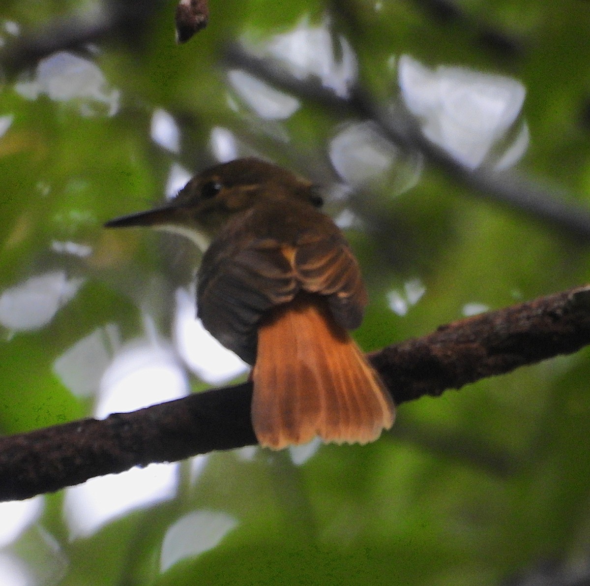 Tropical Royal Flycatcher - ML627415219