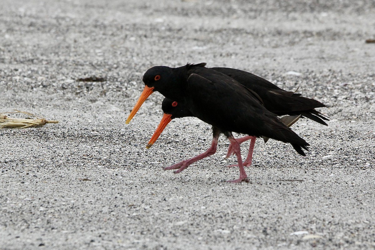 Variable Oystercatcher - ML627415438