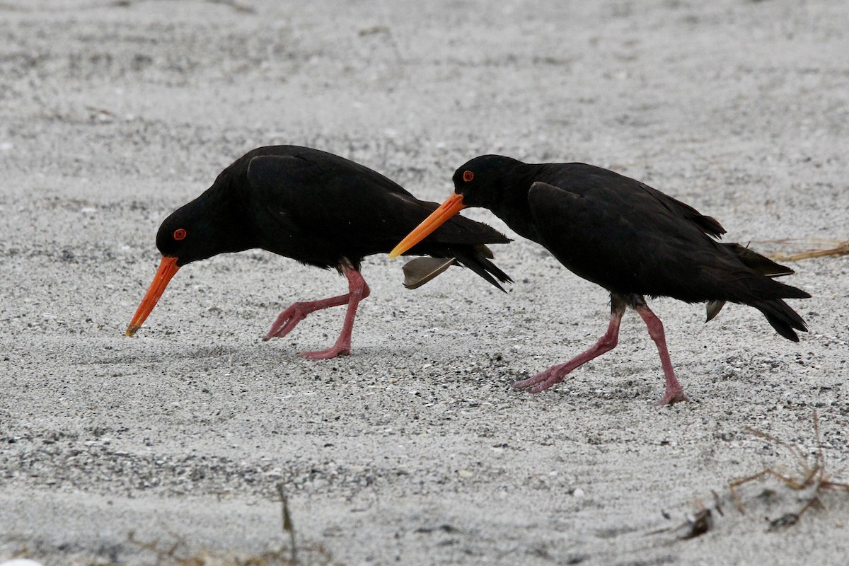 Variable Oystercatcher - ML627415439