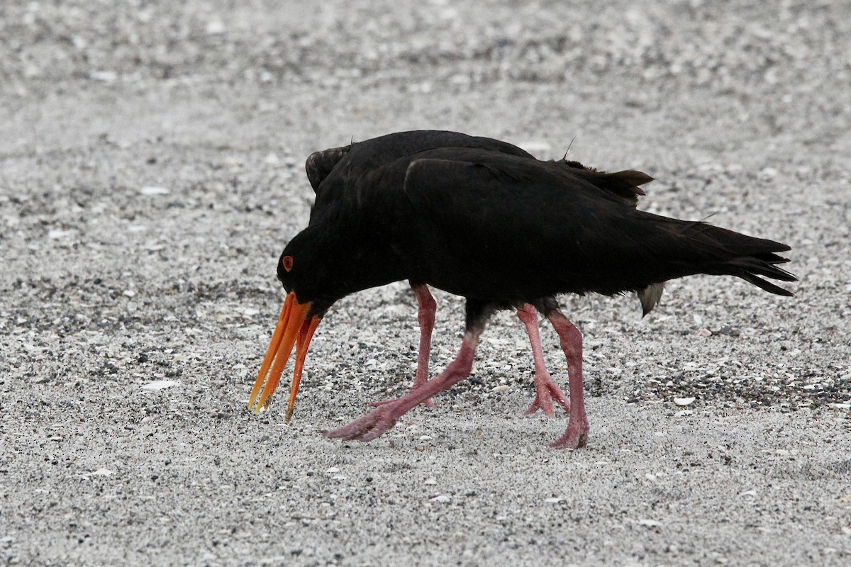 Variable Oystercatcher - ML627415440