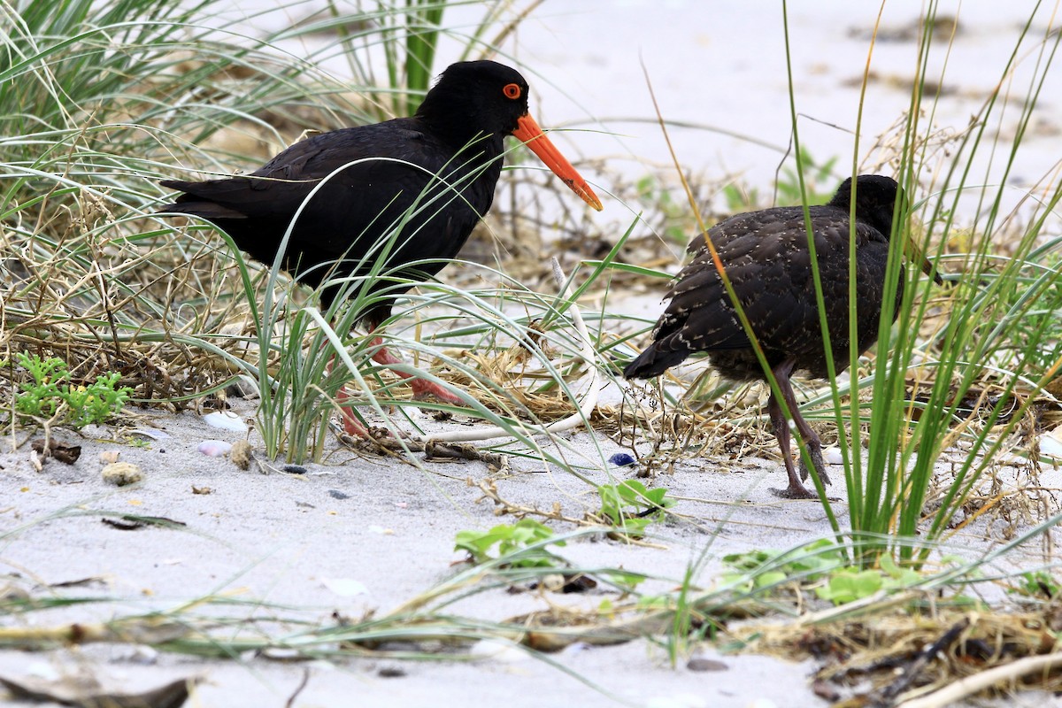 Variable Oystercatcher - ML627415441