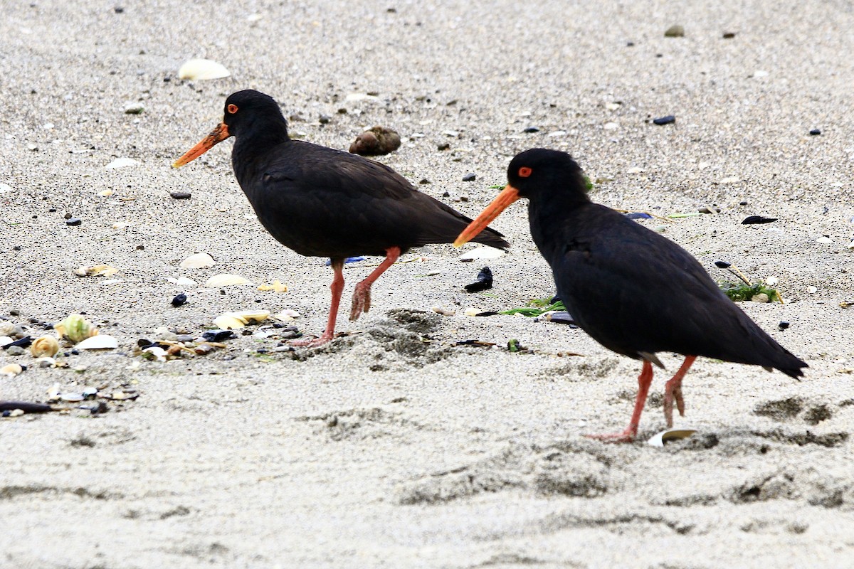 Variable Oystercatcher - ML627415442