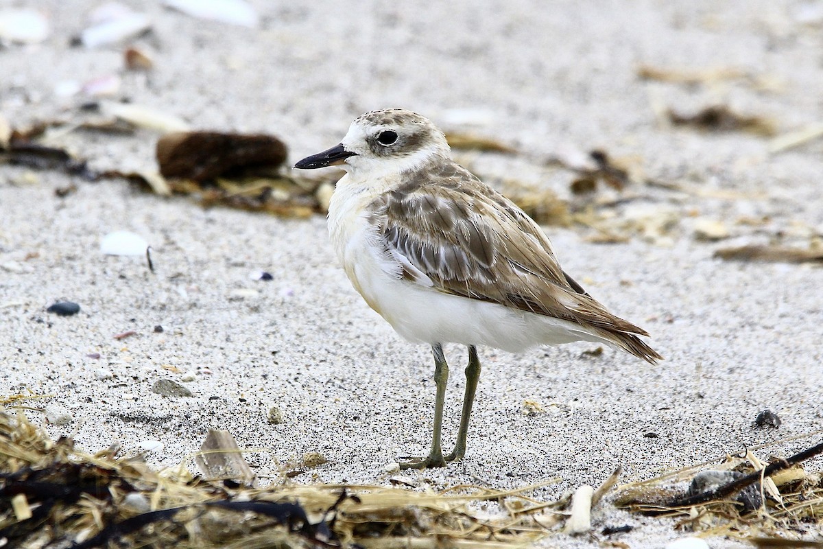 Red-breasted Dotterel - ML627415452