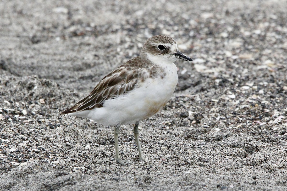 Red-breasted Dotterel - ML627415453